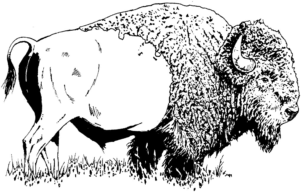 Coloring Pages For Boys Bufulo
 Free Buffalo and Bison Coloring Pages