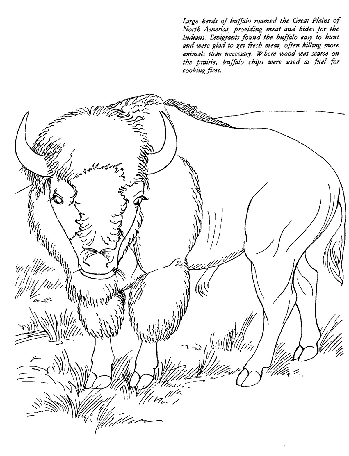 Coloring Pages For Boys Bufulo
 Animal Coloring to Print " Buffalo " For Kids
