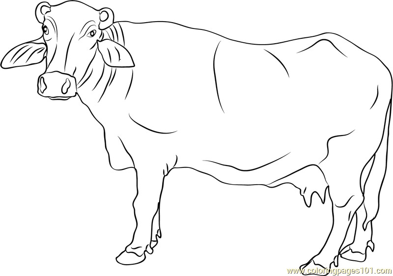 Coloring Pages For Boys Bufulo
 Banni Buffalo Coloring Page Free Buffalo Coloring Pages