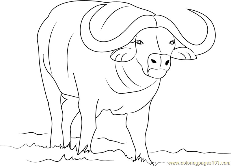 Coloring Pages For Boys Bufulo
 African Buffalo Coloring Page Free Buffalo Coloring