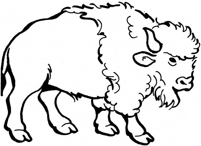 Coloring Pages For Boys Bufulo
 nice american bison coloring page for kids