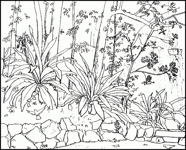 Coloring Pages For Boys Nature
 free nature coloring pages the flowers Gianfreda