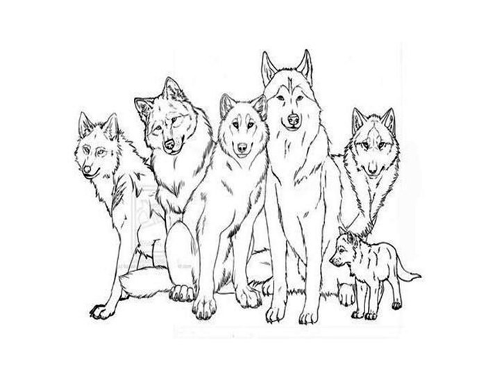 Coloring Sheets Wolves Boys
 Wolf Template Animal Templates