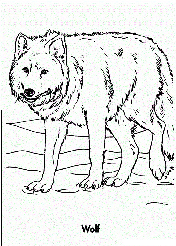 Coloring Sheets Wolves Boys
 Free Printable Wolf Coloring Pages For Kids