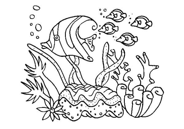 Coral Reef Coloring Pages
 Great Barrier Reef Coloring Pages Coloring Home