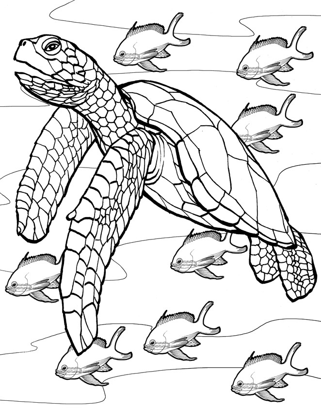 Coral Reef Coloring Pages
 coloring pages coral reef Sketchbook