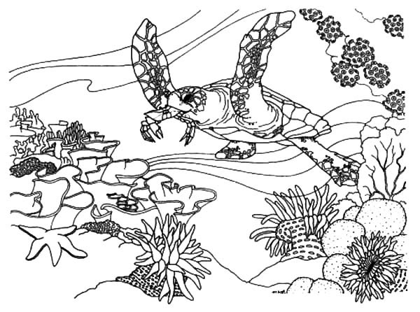 Coral Reef Coloring Pages
 Free line Coloring Page to Download & Print