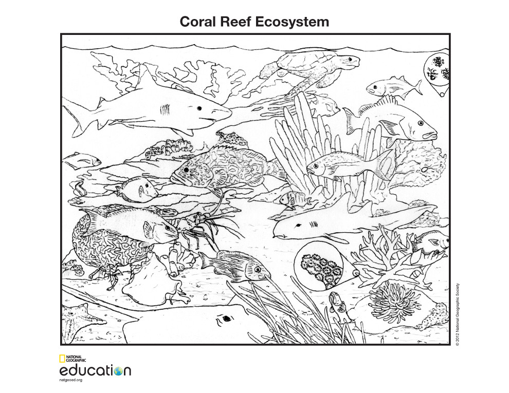 Coral Reef Coloring Pages
 SCI B15 Ecosystem Biome Habitat – Hawkins Market