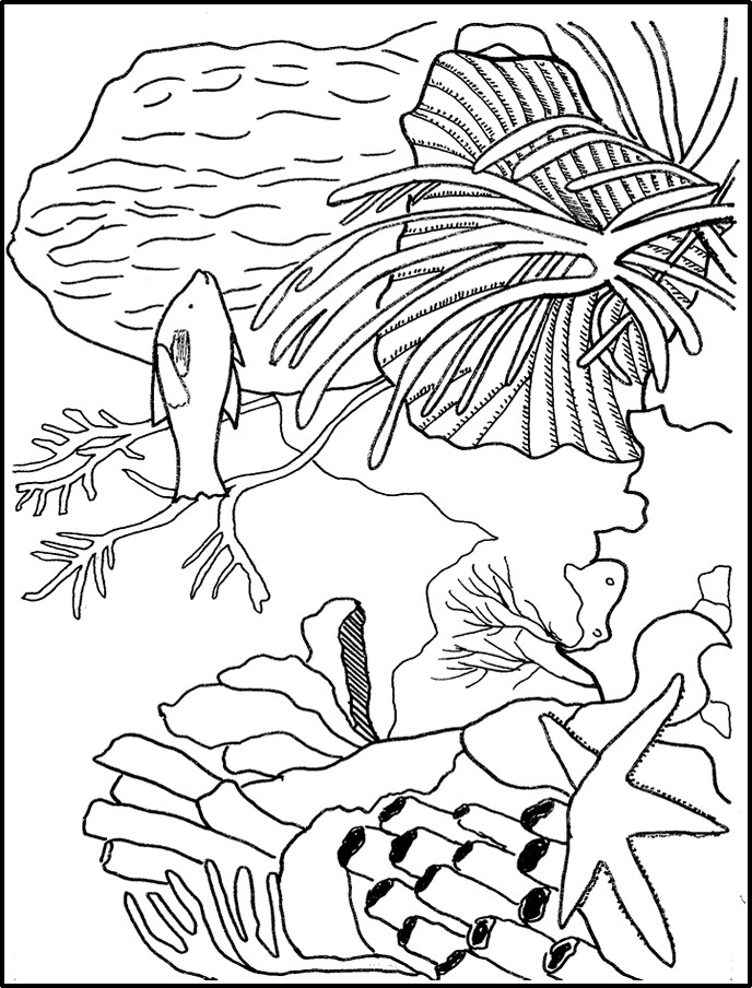 Coral Reef Coloring Pages
 Coral Reef Coloring Page Coloring Home