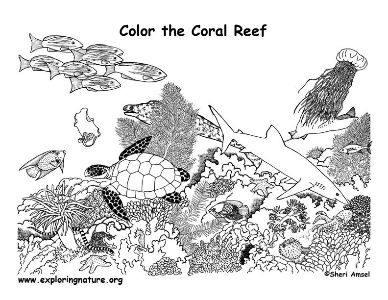 Coral Reef Coloring Pages
 Coral Reef Coloring Page Exploring Nature Educational