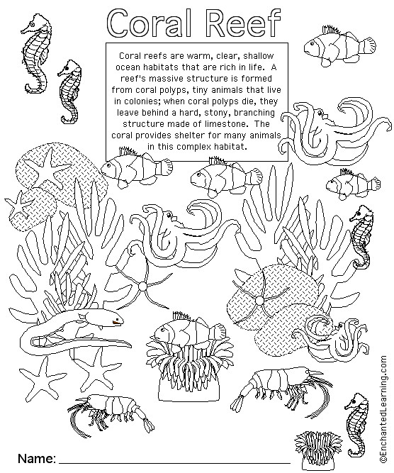 Coral Reef Coloring Pages
 Coral Reef Animal Printouts Cover Page EnchantedLearning