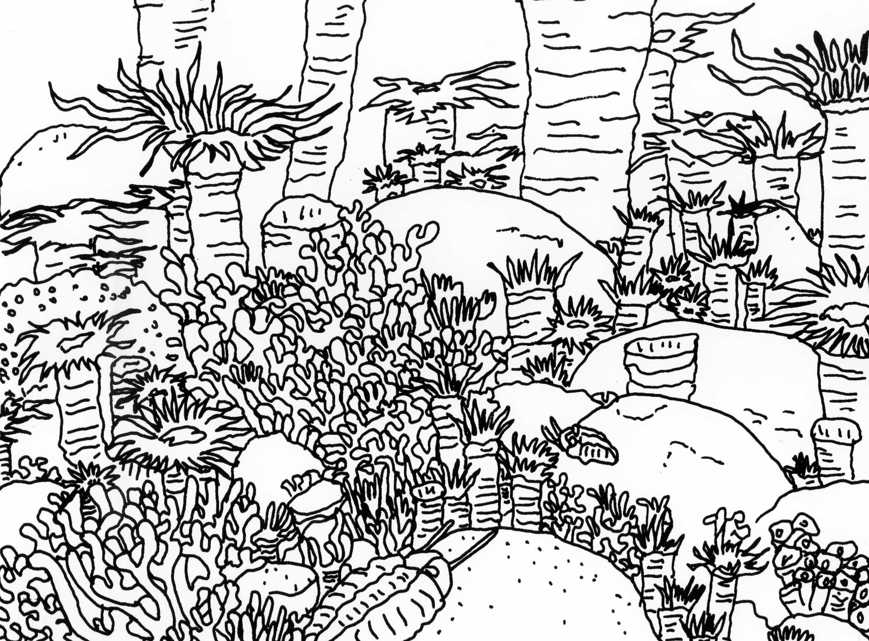 Coral Reef Coloring Pages
 Corals Coloring Page Coloring Home
