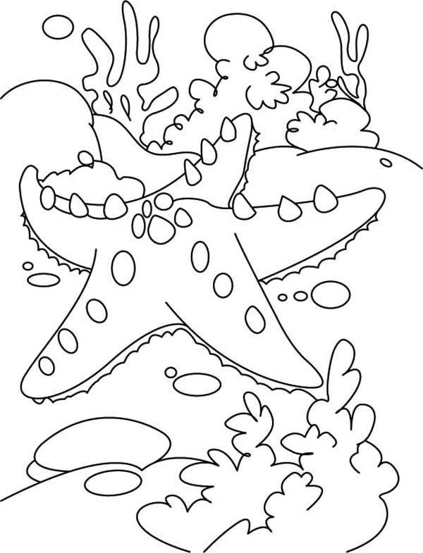 Coral Reef Coloring Pages
 Starfish Starfish and the Coral Reef Coloring Page