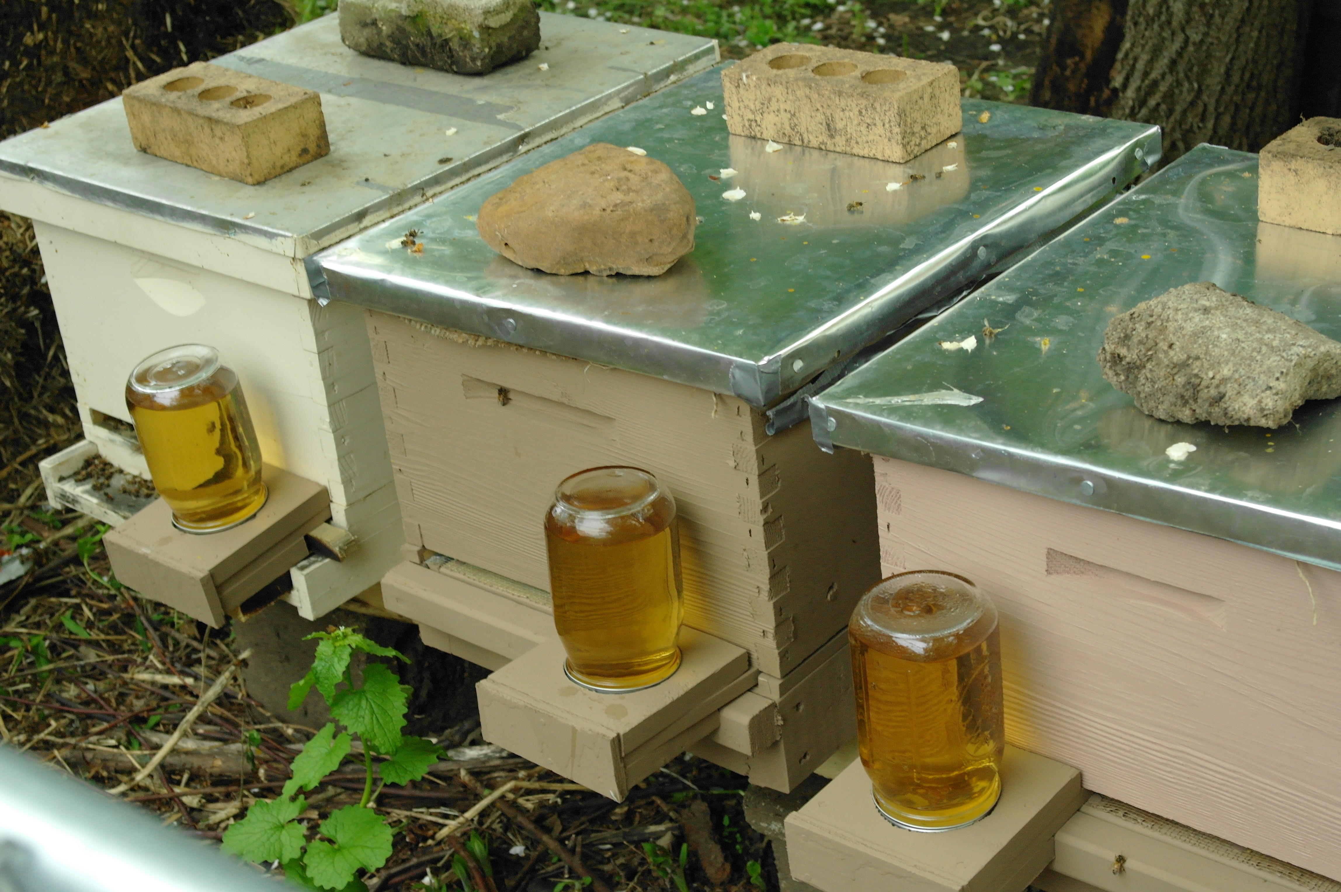 DIY Bee Box
 5 Frame Nucs and DIY Wooden Ware Resilience