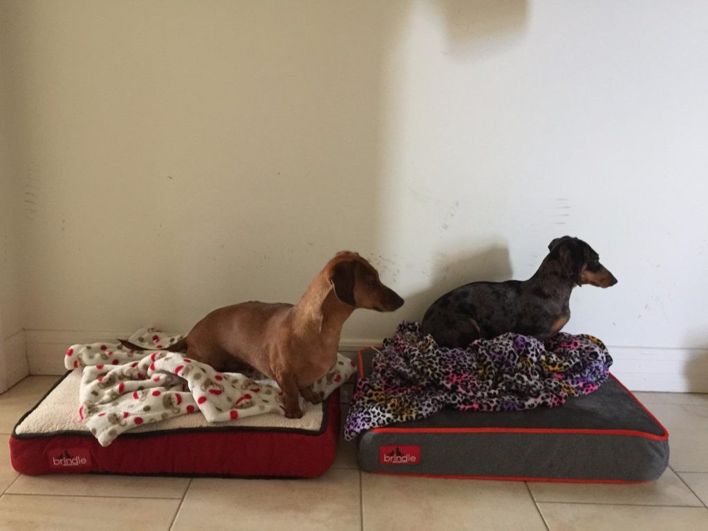 DIY Chew Proof Dog Bed
 Best Chew Proof Dog Beds Reviewed Dog Bed Zone Dog Beds