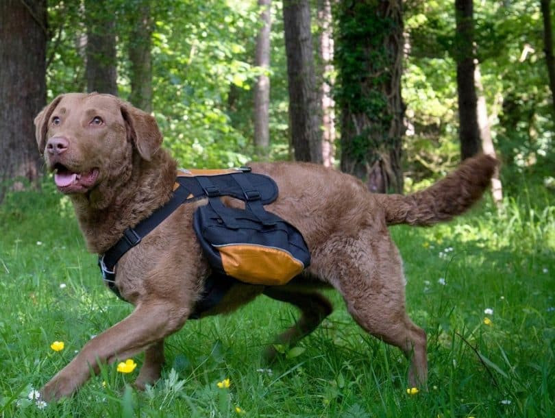 DIY Dog Backpack
 Homemade Dog Backpack