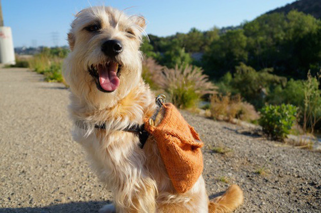 DIY Dog Backpack
 13 DIY Dog Travel Accessories To Make Your Next Outing