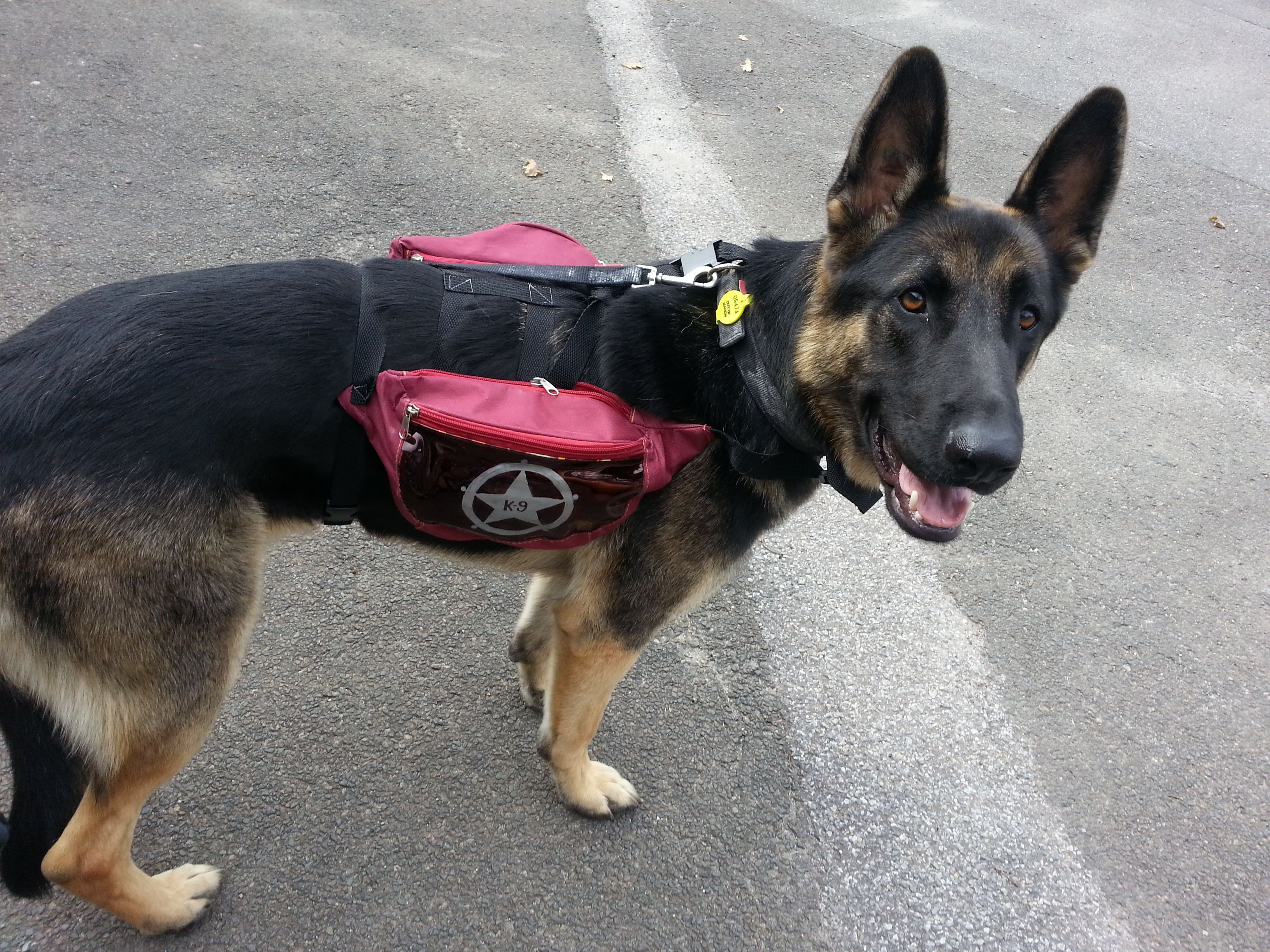 DIY Dog Backpack
 DIY Dog Backpack for my dog so that when your out he she