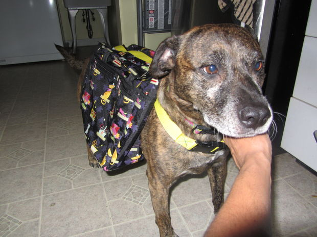 DIY Dog Backpack
 Homemade Dog Backpack