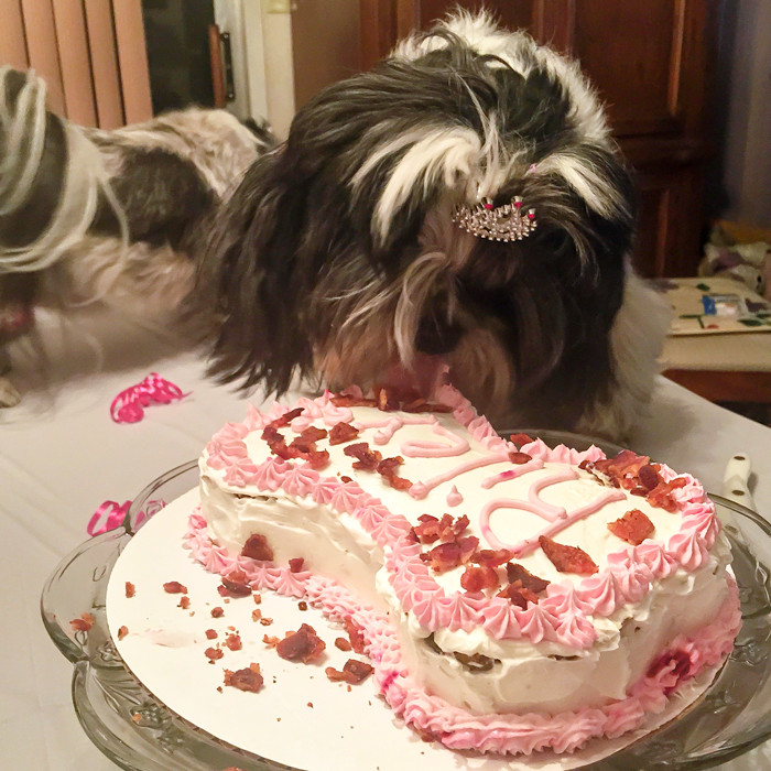 DIY Dog Birthday Cake
 A Yummy All Natural DIY Dog Birthday Cake