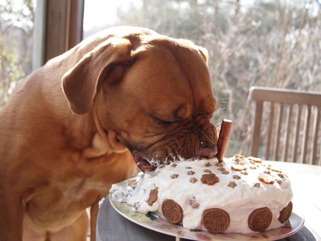 DIY Dog Birthday Cake
 Doggie Birthday Cakes B Lovely Events
