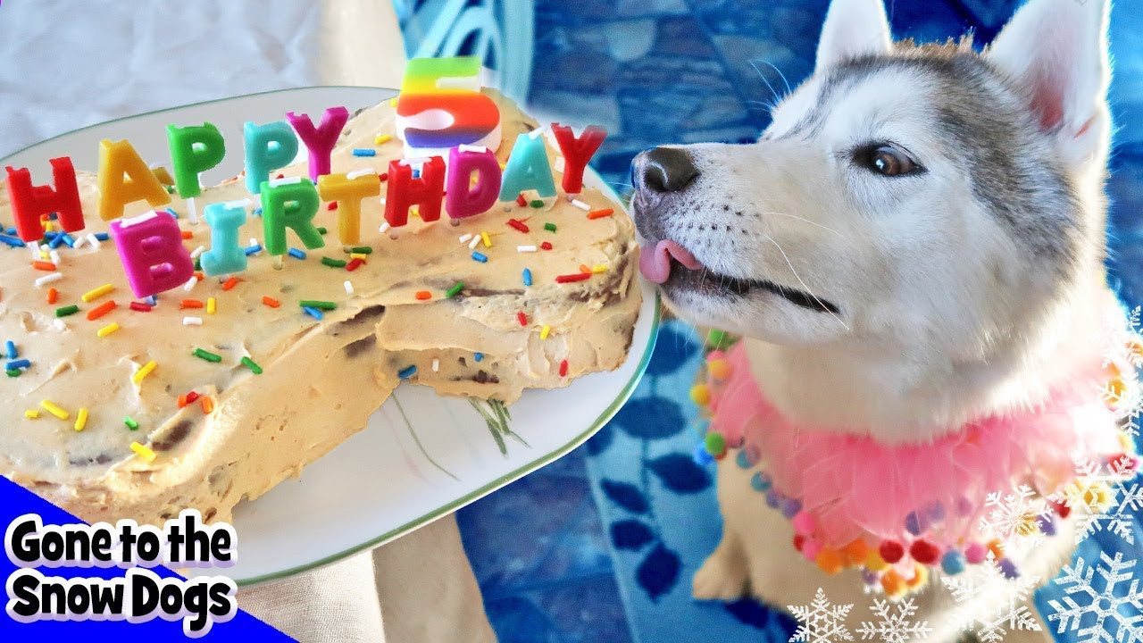 DIY Dog Birthday Cake
 How to Make a Dog Birthday Cake