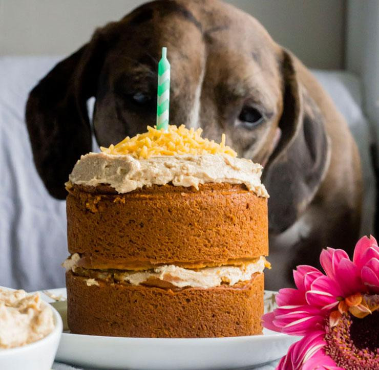 DIY Dog Birthday Cake
 14 Dog Birthday Cake & Cupcake Homemade Recipes