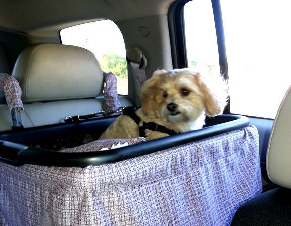 DIY Dog Car Seat
 25 best ideas about Dog cages for cars on Pinterest