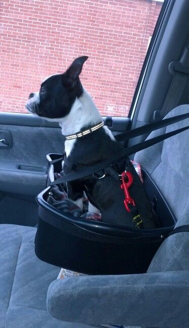 DIY Dog Car Seat
 DIY Dog booster seat from dish pan