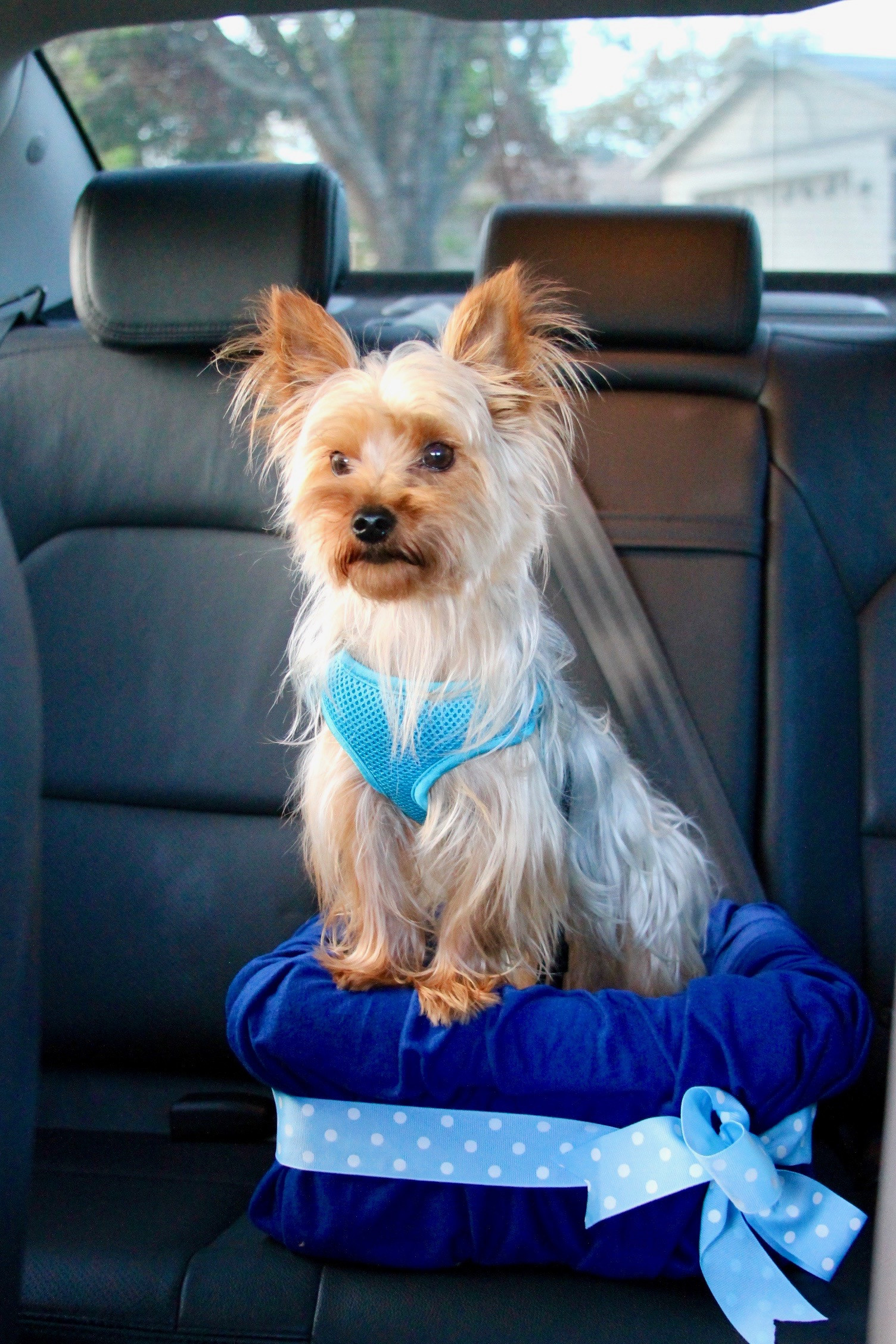 DIY Dog Car Seat
 No Sew DIY Car Booster Seat For Your Dog Growing Up
