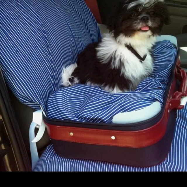 DIY Dog Car Seat
 17 Best images about Dog Car Seat on Pinterest