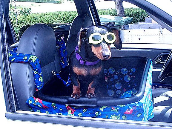 DIY Dog Car Seat
 DIY Front Seat Dog Car Seat PETS