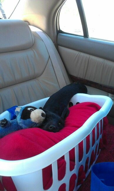 DIY Dog Car Seat
 1000 ideas about Dog Car Seats on Pinterest