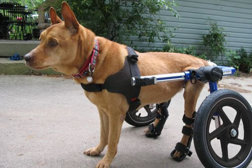 DIY Dog Cart
 25 best ideas about Dog wheelchair on Pinterest
