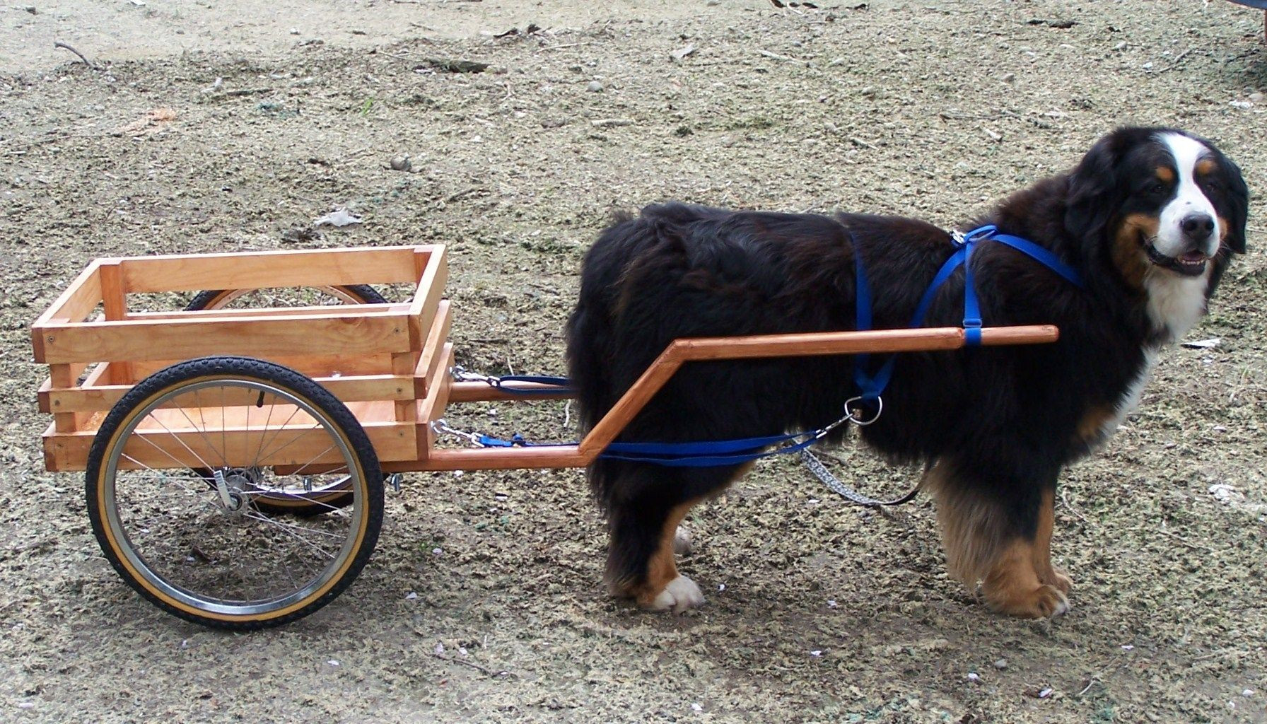 DIY Dog Cart
 Dog Carts Wolfness