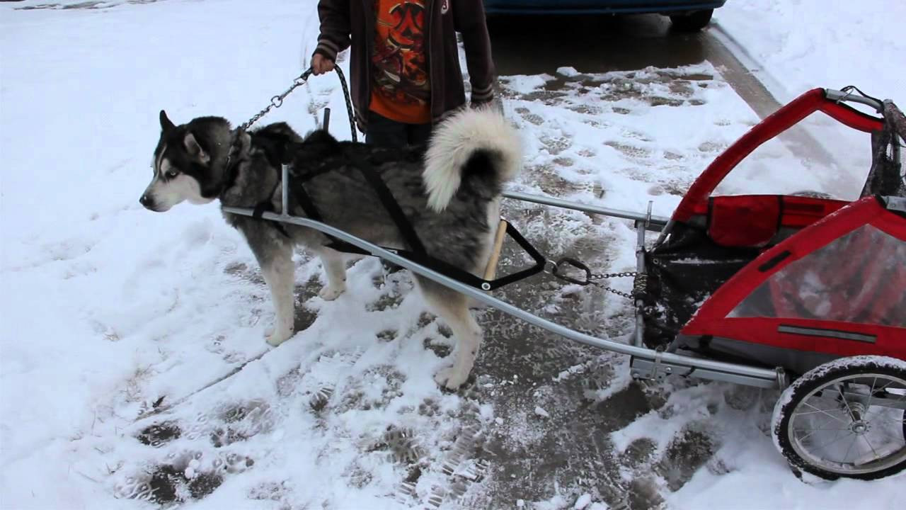 DIY Dog Cart
 Homemade Dog trailer