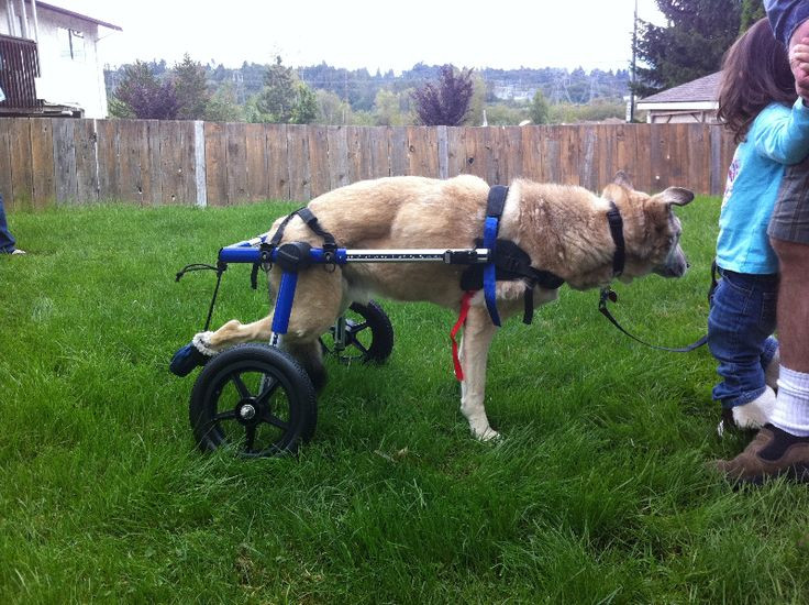 DIY Dog Cart
 25 best ideas about Dog wheelchair on Pinterest
