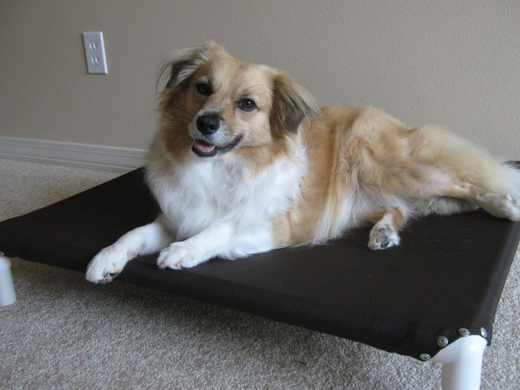 DIY Dog Cot
 Best 25 Pvc dog bed ideas on Pinterest