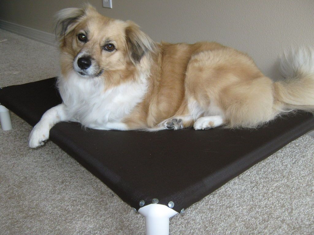 DIY Dog Cot
 DIY – How to make NO SEW elevated dog beds out of PVC