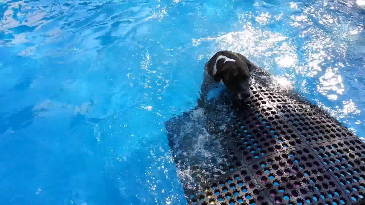 DIY Dog Pool Ramp
 Dog Testing Floating Pool Ramp