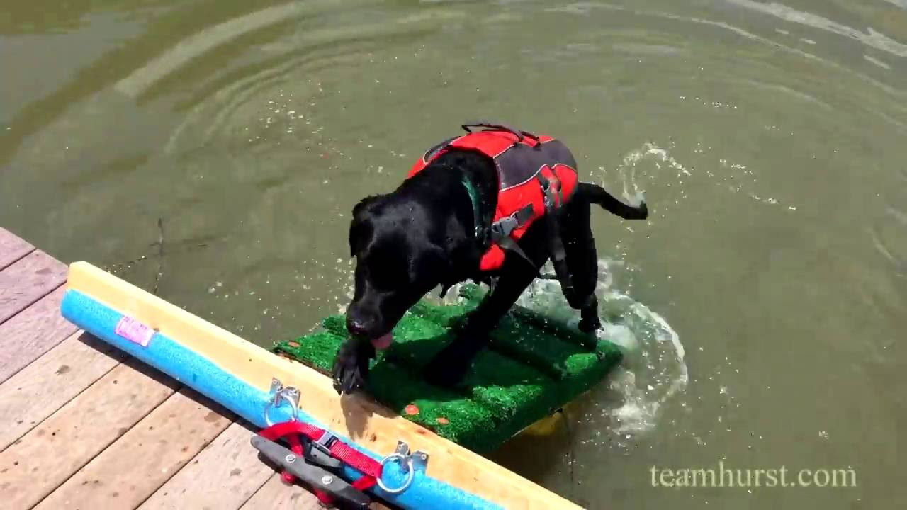 DIY Dog Pool Ramp
 Dog Ramp for a Dock or Pool