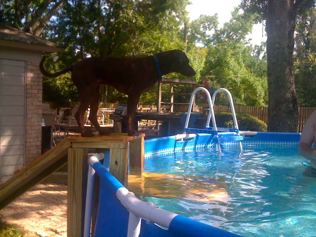 DIY Dog Pool Ramp
 Setting Up A Pool For Therapy For Your Dog Canine