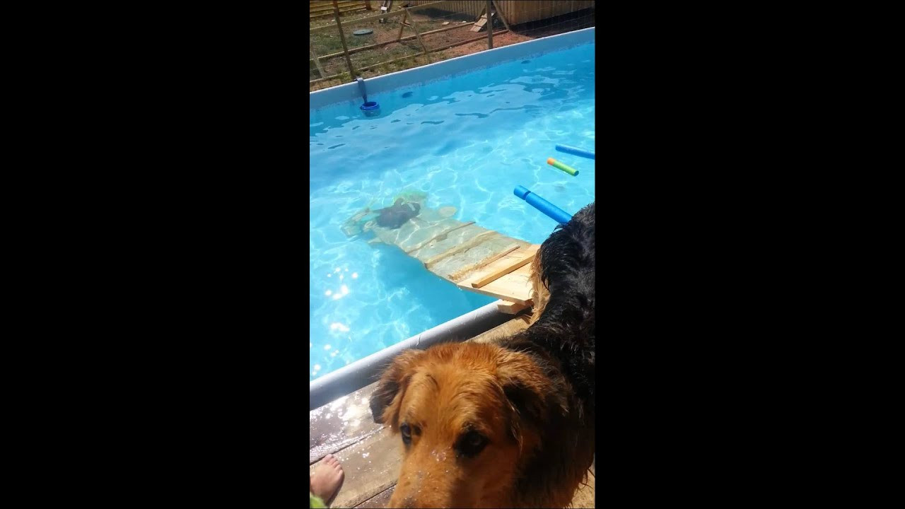 DIY Dog Pool Ramp
 Dog Pool Ramp