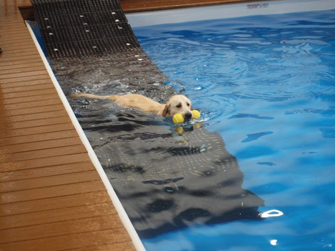 DIY Dog Pool Ramp
 37 Awesome dog pool ramps images … Pool ideas