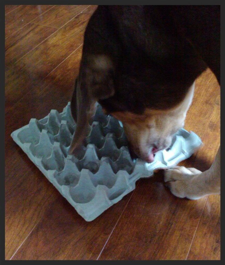 DIY Dog Puzzle Toys
 17 Best images about DIY for Pets on Pinterest
