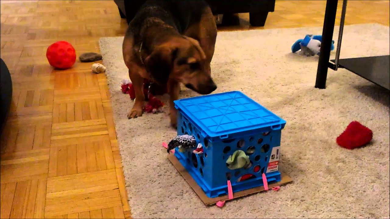 DIY Dog Puzzles
 DIY dog puzzle