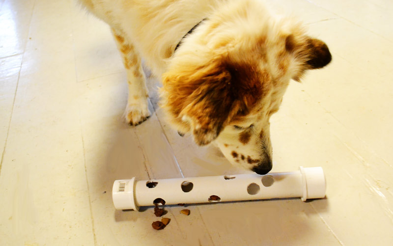 DIY Dog Puzzles
 DIY How to Make an Interactive Feeder or Toy PAW2014