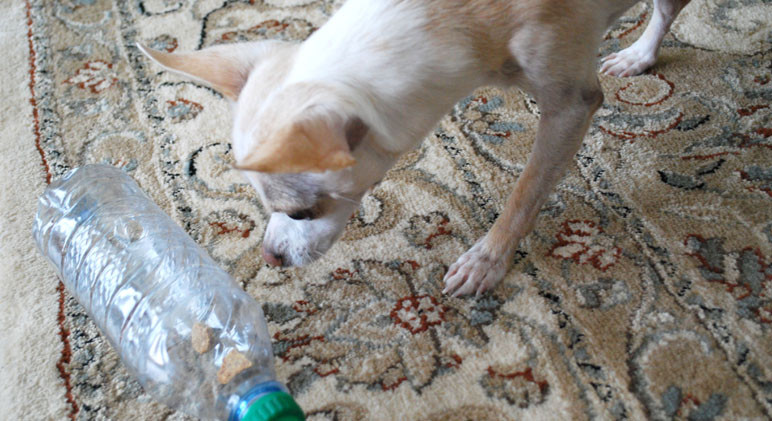 DIY Dog Puzzles
 DIY Dog Puzzle Takes Less Than 5 Minutes To Make