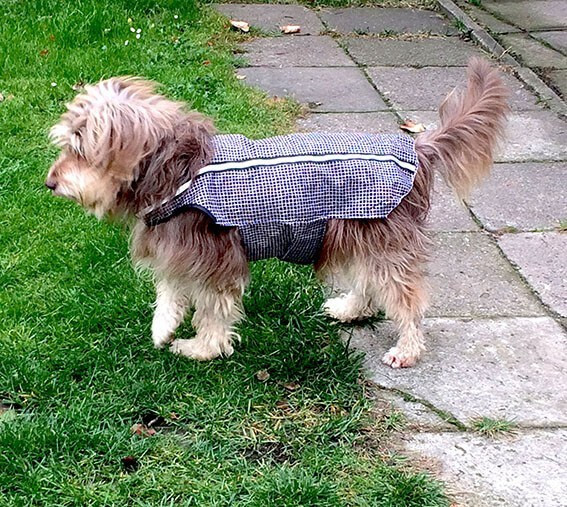 DIY Dog Raincoat
 The best DIY dog raincoat With reflectors and only $4 50