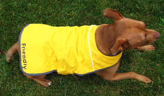 DIY Dog Raincoat
 DIY 6 Dog Coats & Sweaters Round Up – Pet Project